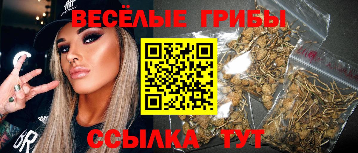 Псилоцибиновые грибы Psilocybe Кудрово
