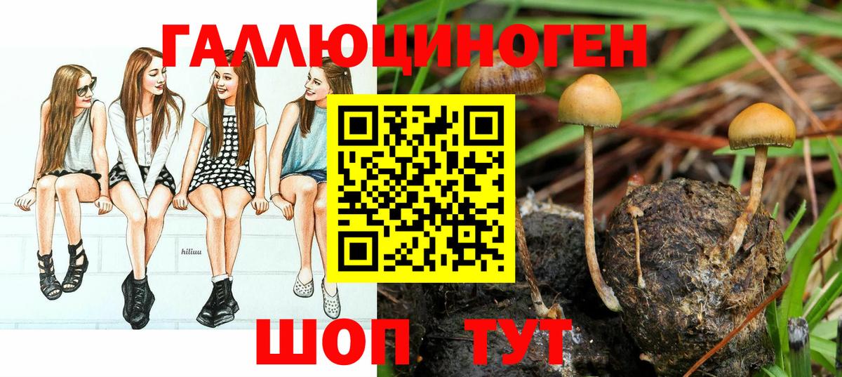 купить наркоту  Вход с VPN  Кудрово  Галлюциногенные грибы мицелий 